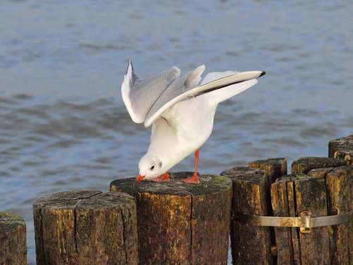 Seagull Water Bird Plumage Stretch Departure Coast
