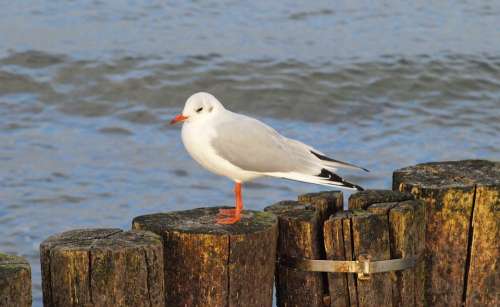 Seagull Water Bird Plumage Coast Baltic Sea Sit