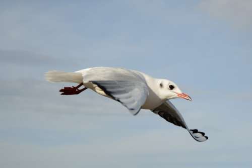 Seagull Bird Flying Freedom Sky Lake Feather