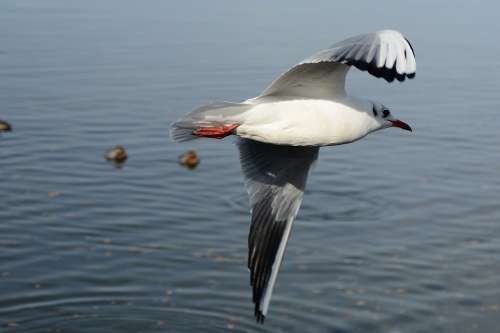 Seagull Bird Flying Freedom Sky Lake Feather