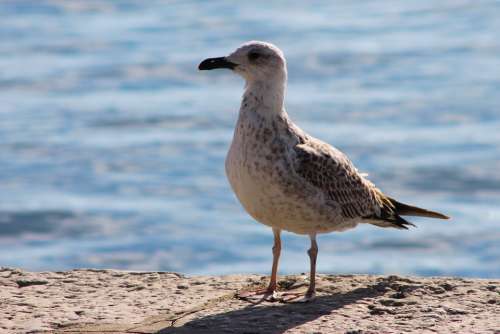 Seagull Sea Water Bird