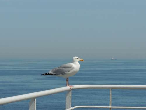 Seagull Bird Water England Sky Summer France