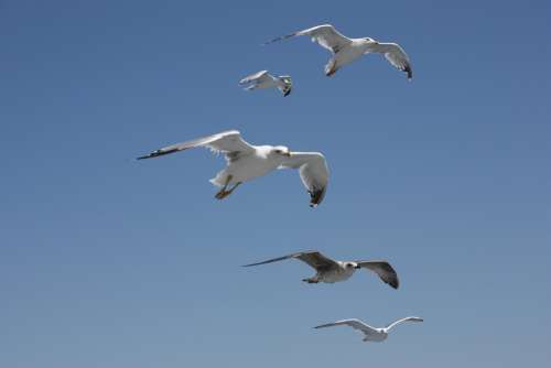 Seagull Sky Bird Freedom Flying White High Ocean
