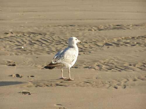 Seagull Bird Sea Beach Ocean Water Nature Travel