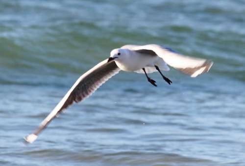 Seagull Flight Beach Sea Flying Ocean Coast