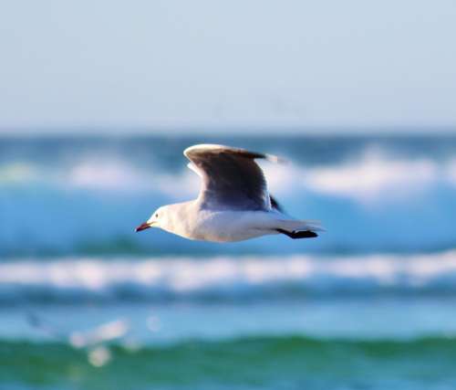 Seagull Flight Beach Sea Flying Ocean Coast