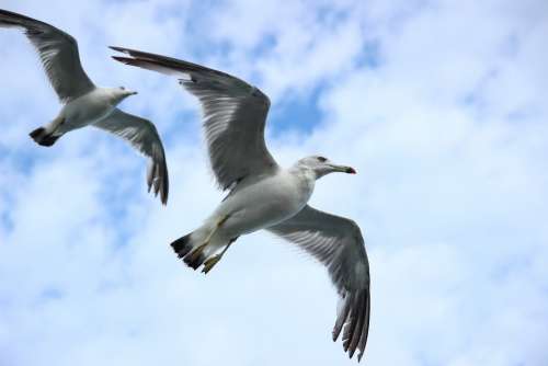 Seagull Sky Flight Wings Gull Bird