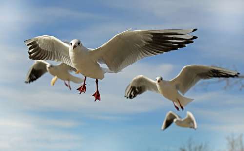Seagull Bird Animal Flying Close Up Water Bird