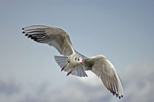 Seagull Bird Wings Flying Air Flight Soaring