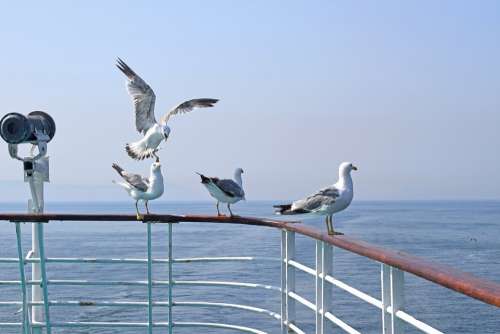 Seagulls Sea Ferry Birds Ship Nature Ocean