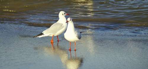 Seagulls Beach Coast Landscape Water Birds