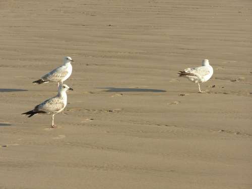 Seagulls Birds Beach Water Travel Ocean Animal