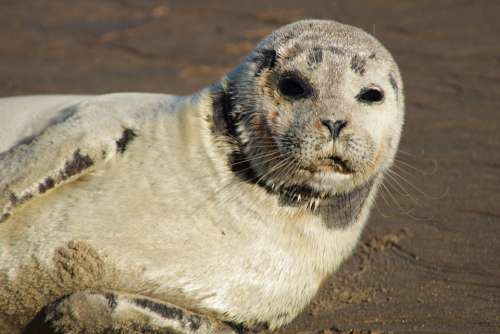 Seal Gray Seal Crawling Animals Sea Animals