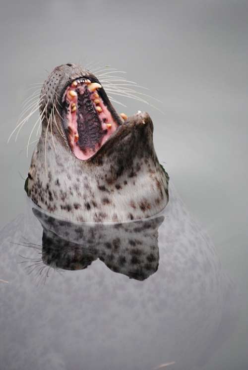 Seal Robbe Head Teeth Tooth Zoo