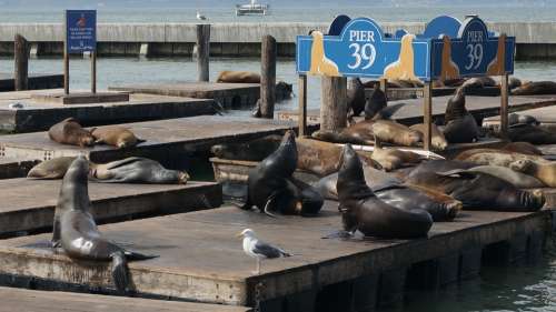 Seals California San Fransisco Bay Water Sights