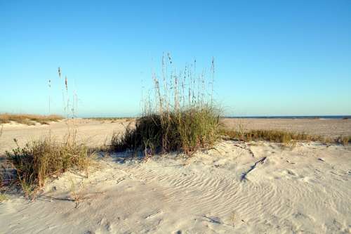 Seascape Sea Oats Ocean Sand Florida Grass Dune