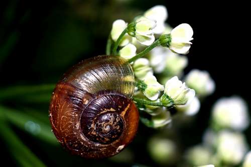 Seashell Snail Macro Nature