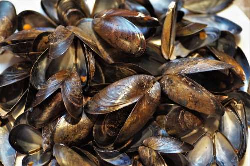 Seashell Mussels Edible Peeled Sea Fruits Shells