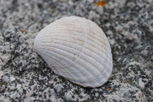 Seashell Stone Beach