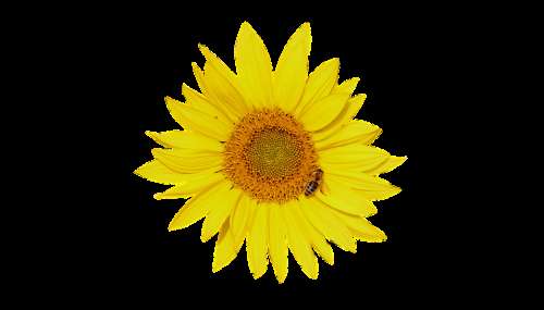 Section Cut Out Isolated Sunflower Flower Yellow