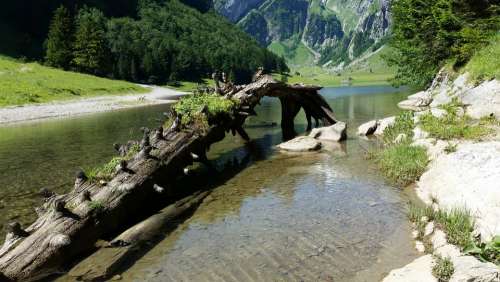 Seealpsee Root Switzerland Lake Nature Alpine