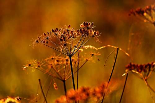 Seed Head Grass Plant Nature Summer