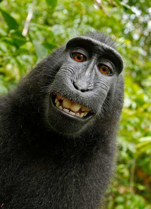 Selfie Monkey Self Portrait Macaca Nigra