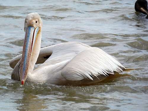 Senegal Djouj Reserve Pelican Bird Nature