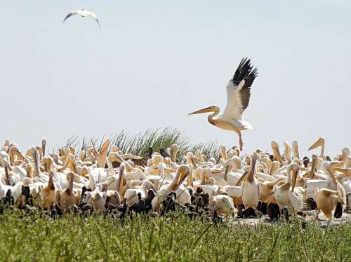Senegal Pelicans Sanctuary Nursery Breeding Nests