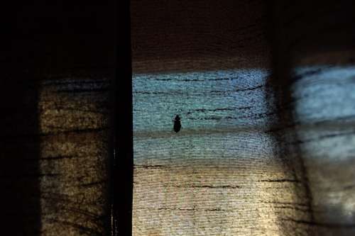 Shabby Curtain Beetle Climbing Bug Dark Insect