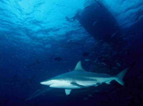 Shark Blacktip Shark Predator Swimming Tropical