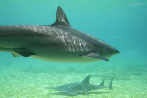 Sharks Underwater Aquatic Species