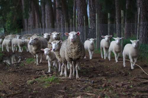 Sheep Herd Pasture Flock Animal Meadow Mammal