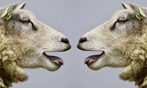 Sheep Bleat Communication Communicate Talk Talks