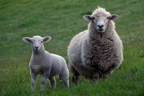 Sheep Agriculture Livestock Lamb Wool Rural