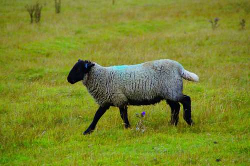Sheep Scotland Nature Animal Agriculture