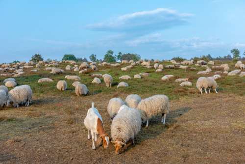 Sheep Herd Heide Cattle Landscape Nature Browser