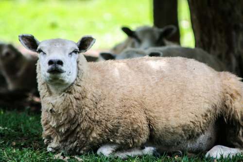 Sheep Animal Wool