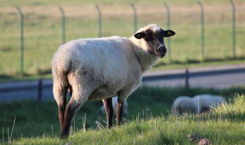 Sheep Animal Wool Nature Livestock