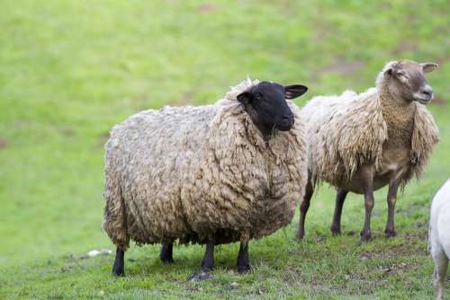 Sheep Wool Fur Livestock Flock Farm