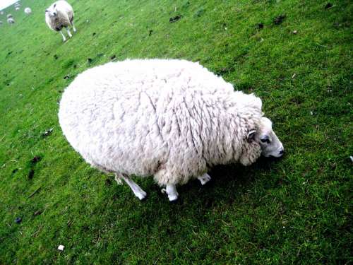 Sheep Nature Animal Wool Pasture