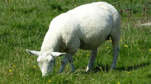 Sheep Animal World Nature Meadow Dike Grass