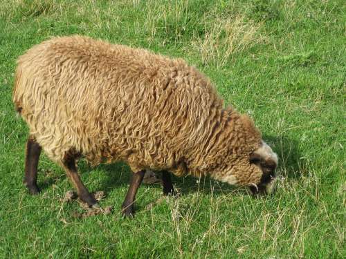 Sheep Grass Nature Animals
