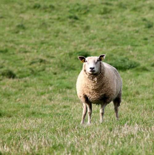 Sheep Mammals Livestock One Agriculture Ireland
