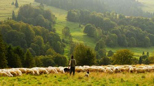 Sheep Farmer Shepherd Agriculture Livestock Lamb