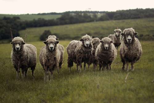 Sheep Herd Livestock Animals Agriculture Pasture