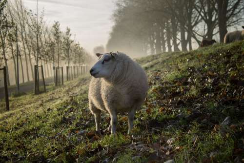 Sheep Lamb Wool Grass Agriculture Livestock