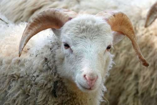 Sheepshead Sheep Wool Close Up Animal Portrait