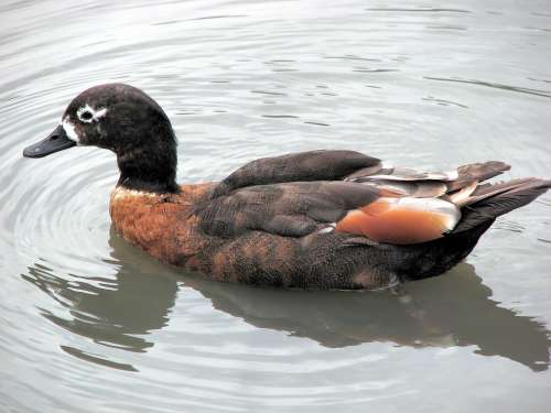 Shelduck Duck Australian Shelduck Male Bird