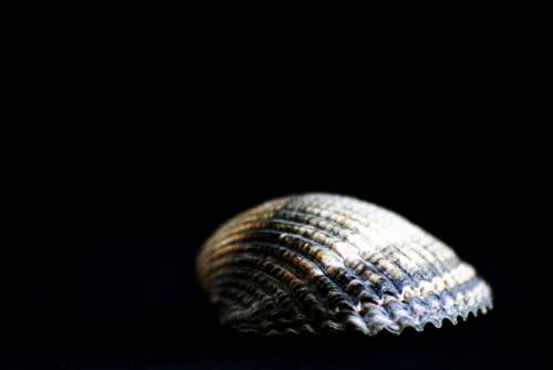 Shell Close Up Water Creature Sea Animals Flotsam